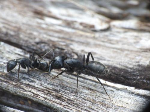 Réf. 205 112 : Camponotus vagus